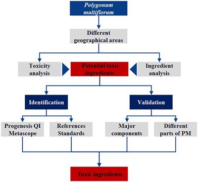 A New Perspective on Liver Injury by Traditional Chinese Herbs Such As Polygonum multiflorum: The Geographical Area of Harvest As an Important Contributory Factor